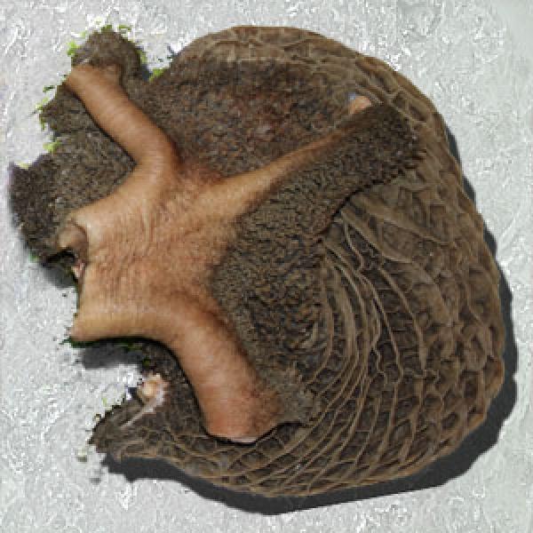 Pansen vom Rind *fein 1kg •