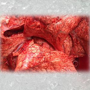 Rinderlunge grob gewolft 1kg